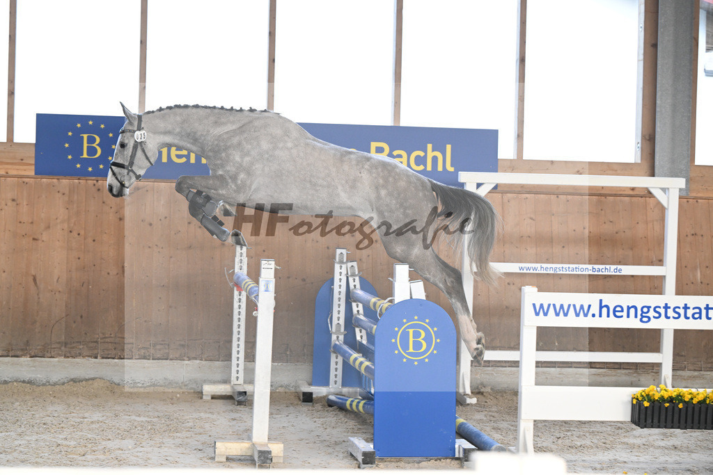 Kat-Nr. 35 Quibertus by HaB Z v. Quiwi Capitol_Tilp_14260964 | hf-fotografie - Realisiert mit Pictrs.com