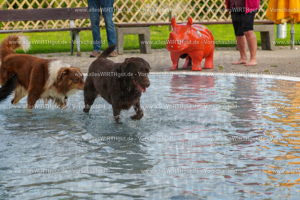 Hundeschwimmen_Grefrath_2026-allesWIRTHgut_Tierfotografie-09_26-FAY07591 | Professionelle Tierfotografie in Mönchengladbach von Daniel Wirth (allesWIRTHgut). Liebevolle & natürliche Bilder von Hunden & Katzen für unvergessliche Erinnerungen.