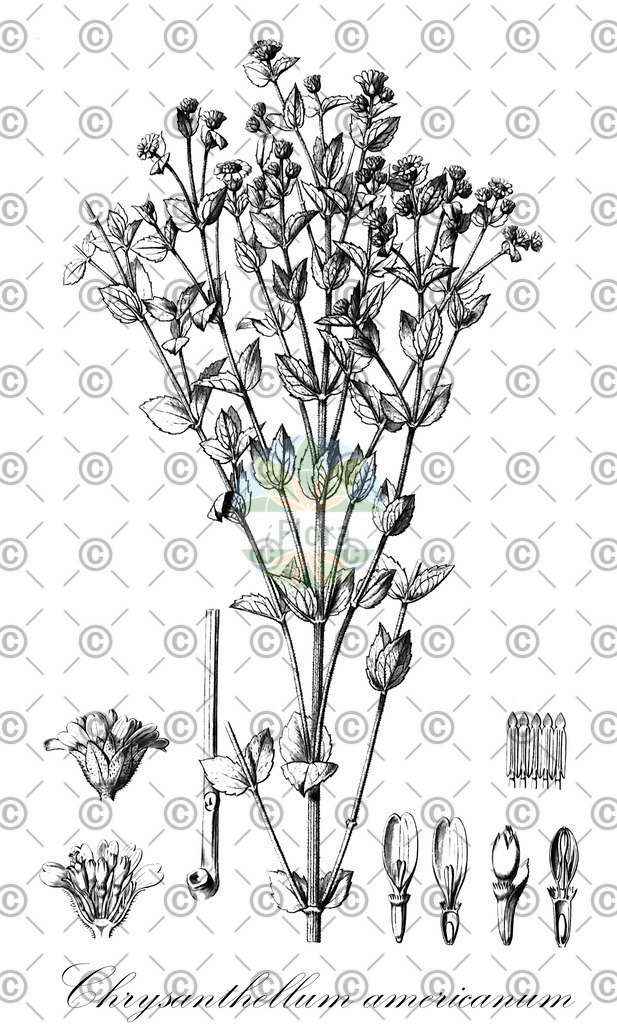 HistAbb_wfo-0000120279_1_ENZY_Simple | Historische Abbildung von Chrysanthellum americanum - Asteraceae | Historical Illustration of Chrysanthellum americanum - Asteraceae
