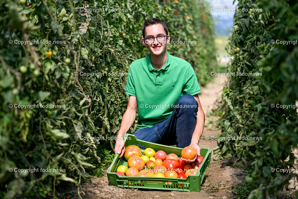 Landwirtschaft_ Gemuesebauer Spiesmayr_ 05.09.2023-17 | 05.09.2023, Wilhering, AUT, Landwirtschaft, Gemuesebauer Spiesmayr in Appersberg, im Bild Elias Mayr mit Tomaten