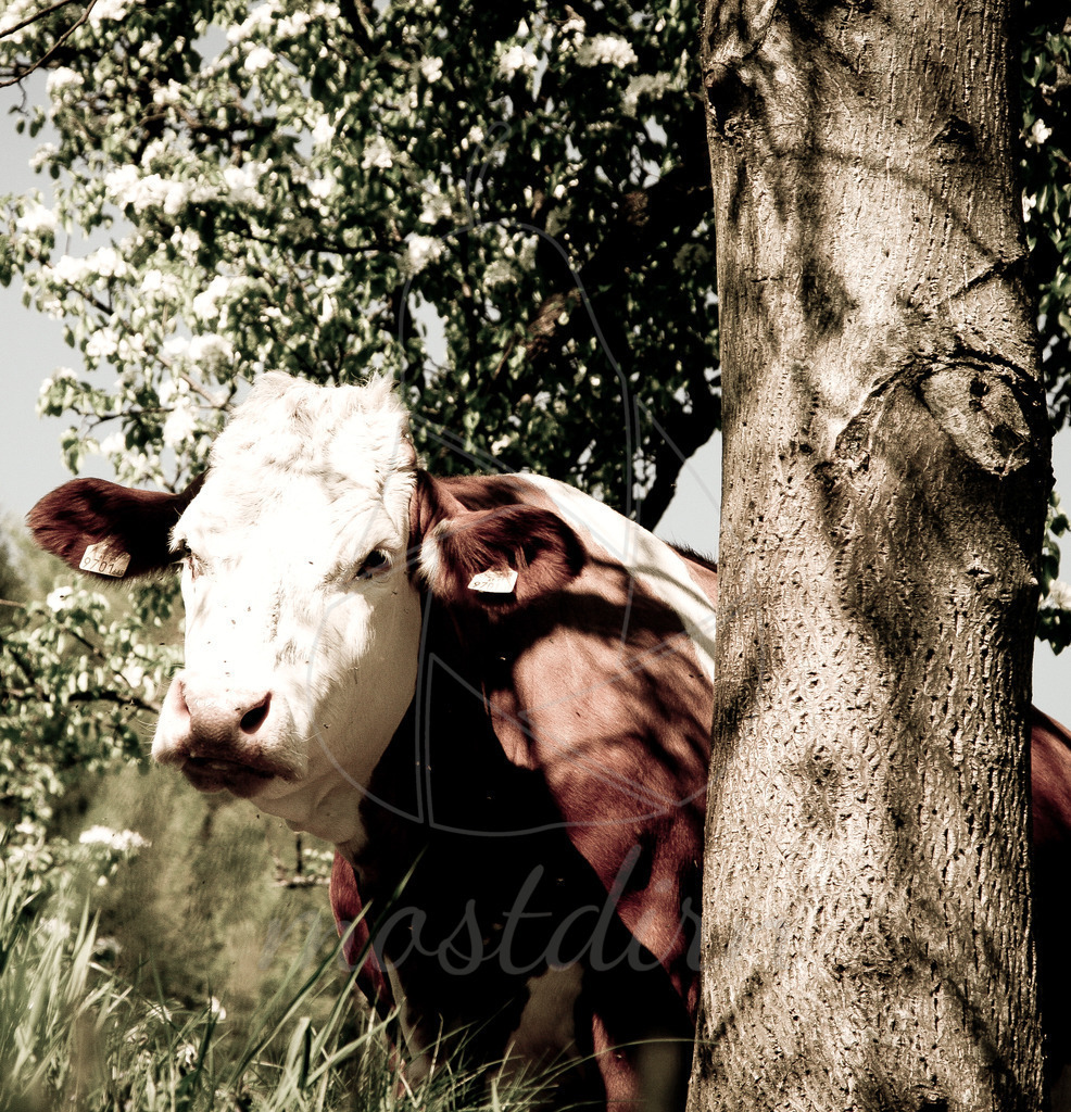 Die glückliche Kuh | Bei Veröffentlichung des Bildes ist eine Namensnennung wie folgt erforderlich: 
Foto: Mostdirn Irmgard Wieser - Realisiert mit Pictrs.com