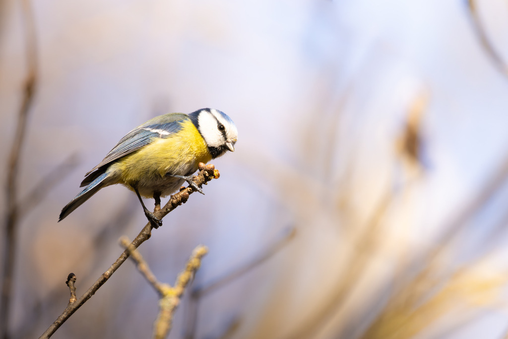 Die Blaumeise | Die Blaumeise ist ein kleiner, aber auffälliger Singvogel aus der Familie der Meisen. Sie zählt zu den häufigsten und beliebtesten Gartenvögeln in Europa und ist bekannt für ihre geringe Scheu gegenüber dem Menschen. Mit ihrem lebhaften Wesen und ihrer erstaunlichen Geschicklichkeit, besonders bei der Nahrungssuche, bereichert sie Parks, Wälder und Gärten gleichermaßen. Ihre Anpassungsfähigkeit an verschiedene Lebensräume und ihre ganzjährige Anwesenheit machen sie zu einem vertrauten Anblick, vor allem an winterlichen Futterstellen. - Realisiert mit Pictrs.com