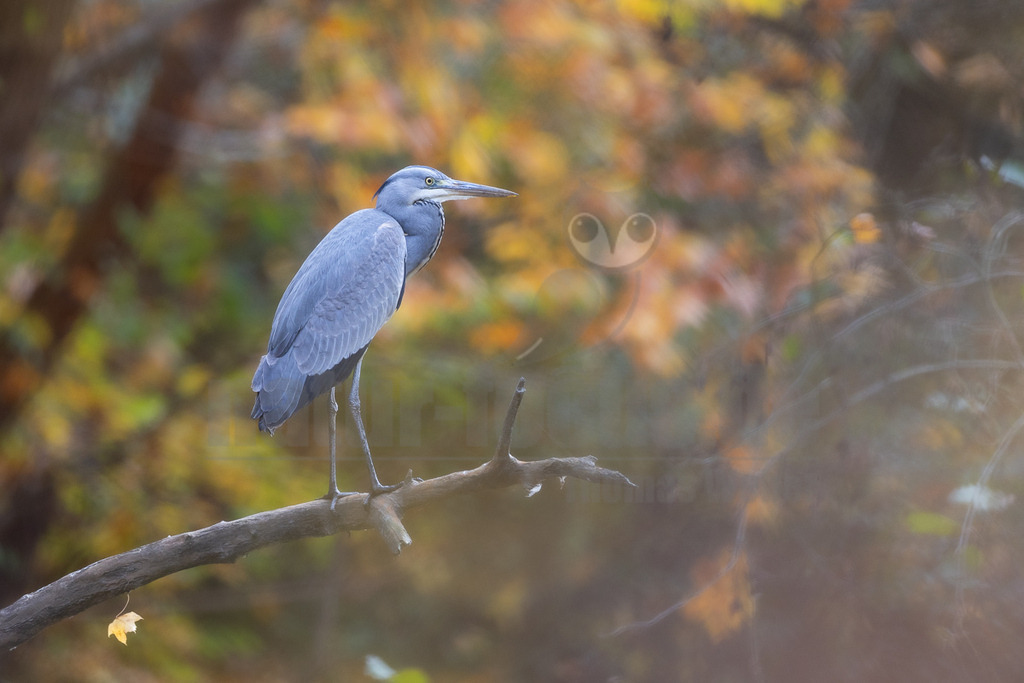R5M26872_20251108 | Ein Graureiher (Ardea cinerea) sitzt auf einem kahlen Ast, der sich von links nach rechts durch das Bild erstreckt. Der Vogel ist in einem ruhigen Moment festgehalten, sein graues Gefieder hebt sich vom unscharfen Hintergrund ab. Der Schnabel ist gelblich und die Augen sind von einem hellen Ring umgeben. Im Hintergrund sind die warmen Farben des Herbstes zu sehen, mit verschwommenen Blättern in Gelb-, Orange- und Grüntönen, die eine sanfte und natürliche Umgebung schaffen. Ein einzelnes gelbes Blatt hängt an einem dünnen Zweig unter dem Hauptast. - Realisiert mit Pictrs.com