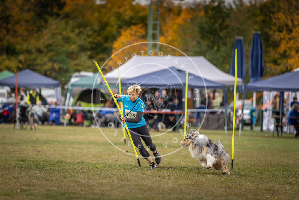 Pfotenfotografie_DV3A5774 | Hundefotografie, Tierfotograf, Pfotenfotografie, Fotoshooting Hund, Hunde Portrait, Hundesport, Hundeportraits, Heideshooting, Hunde, Sportfotograf, Hundefotograf, Turnierhundsport, THS,  - Realisiert mit Pictrs.com