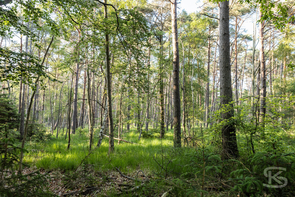 Sonnendurchfluteter Birkenwald am Weststrand – Fischland-Darß-Zingst | Idyllischer Birkenwald am Fußweg zum Weststrand auf Fischland-Darß-Zingst. Lichtes Unterholz, saftige Wiesen und charakteristische Ostseeküsten-Natur der Halbinsel Darß. Naturfotografie Mecklenburg-Vorpommern. - Realisiert mit Pictrs.com