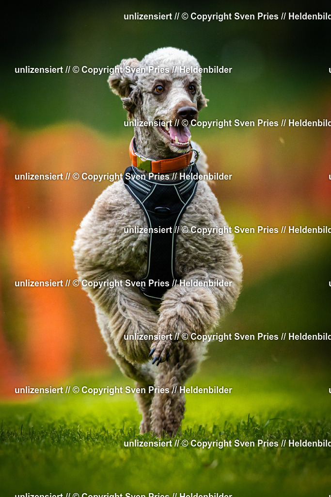 Sven Pries | 2025-09-21 - Hunderennen Baden-Oos - Realisiert mit Pictrs.com