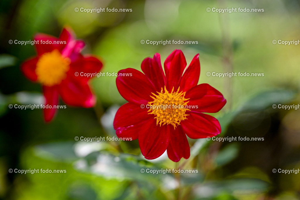 Arboretum von Trsteno_ Kroatien_ 11.10.2023-58 | 11.10.2023, Kroatien, HRV, Trsteno im Bild Arboretum, Trsteno, Hafen, Pflanzen, Brunnen, Neptunbrunnen, Wege, Palmen, Eukalyptus, Lorbeer, Kakteen, Zitrus, Oliven, Filmkulisse Game of Thrones

Das Arboretum von Trsteno befindet sich etwa 18 Kilometer nordwestlich der Stadt Dubrovnik im Sueden Kroatiens. Als einziges Arboretum an der oestlichen Adria-Kueste stellt es die aelteste Sammlung exotischer Baeume und Pflanzen des Landes dar.
Die Gartenanlage befindet sich entlang der Kuestenstraße zwischen den Ortschaften Orašac und Slano.
Quelle: Wikipedia