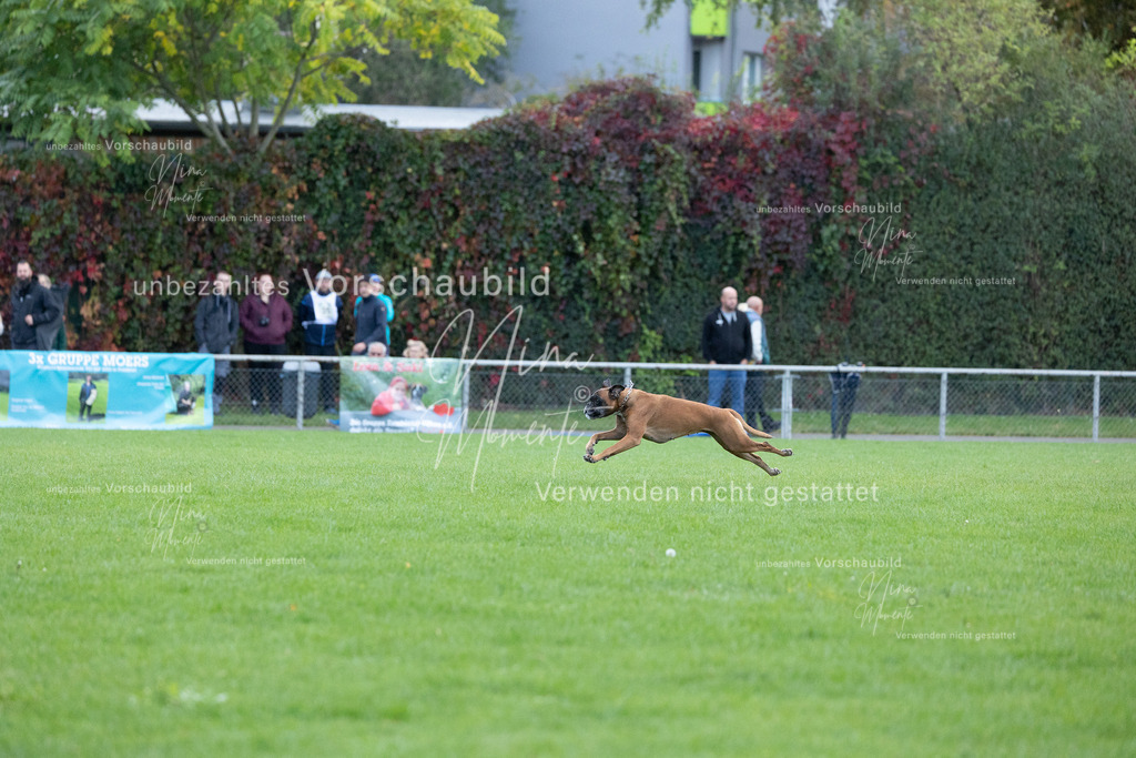 _16A4775 | Einzigartige Fotos von Hunden & Menschen –Actionfotos, Portraits, Vereinsaufnahmen & Paarshootings – authentisch, lebendig & mit Herz.