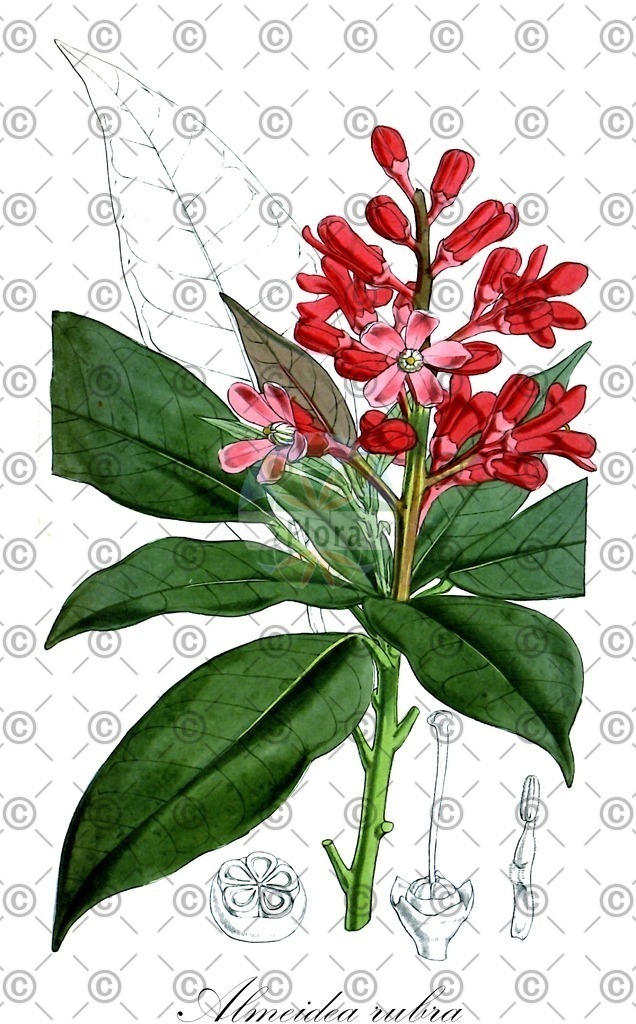HistAbb_wfo-0000527152_1_ENZY_Simple | Historische Abbildung von Almeidea rubra - Rutaceae | Historical Illustration of Almeidea rubra - Rutaceae