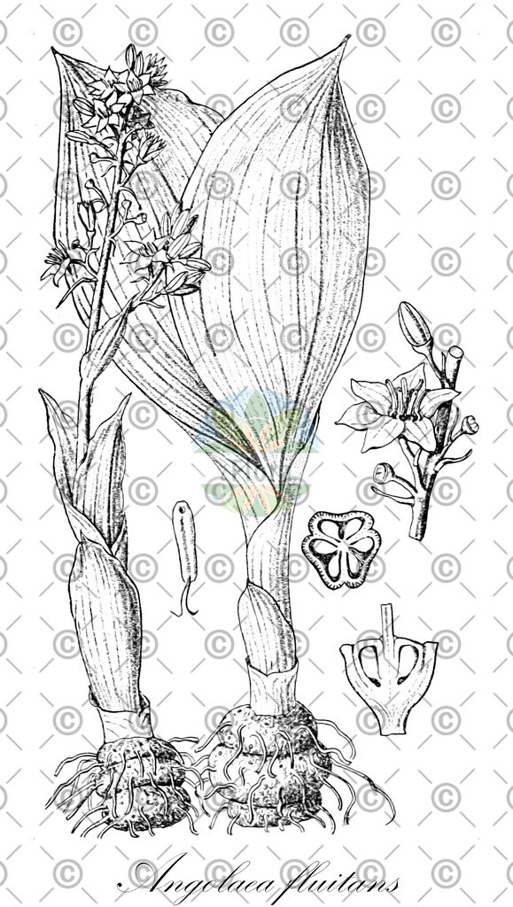 HistAbb_wfo-0000536542_126_ENZY_Simple | Historische Abbildung von Angolaea fluitans - Podostemaceae | Historical Illustration of Angolaea fluitans - Podostemaceae