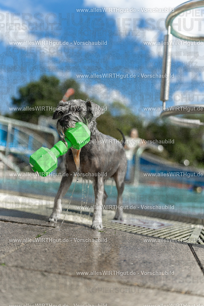 Hundeschwimmen_Volksbad_2026-allesWIRTHgut_Tierfotografie-2609061519-7R501430 | Professionelle Tierfotografie in Mönchengladbach von Daniel Wirth (allesWIRTHgut). Liebevolle & natürliche Bilder von Hunden & Katzen für unvergessliche Erinnerungen.