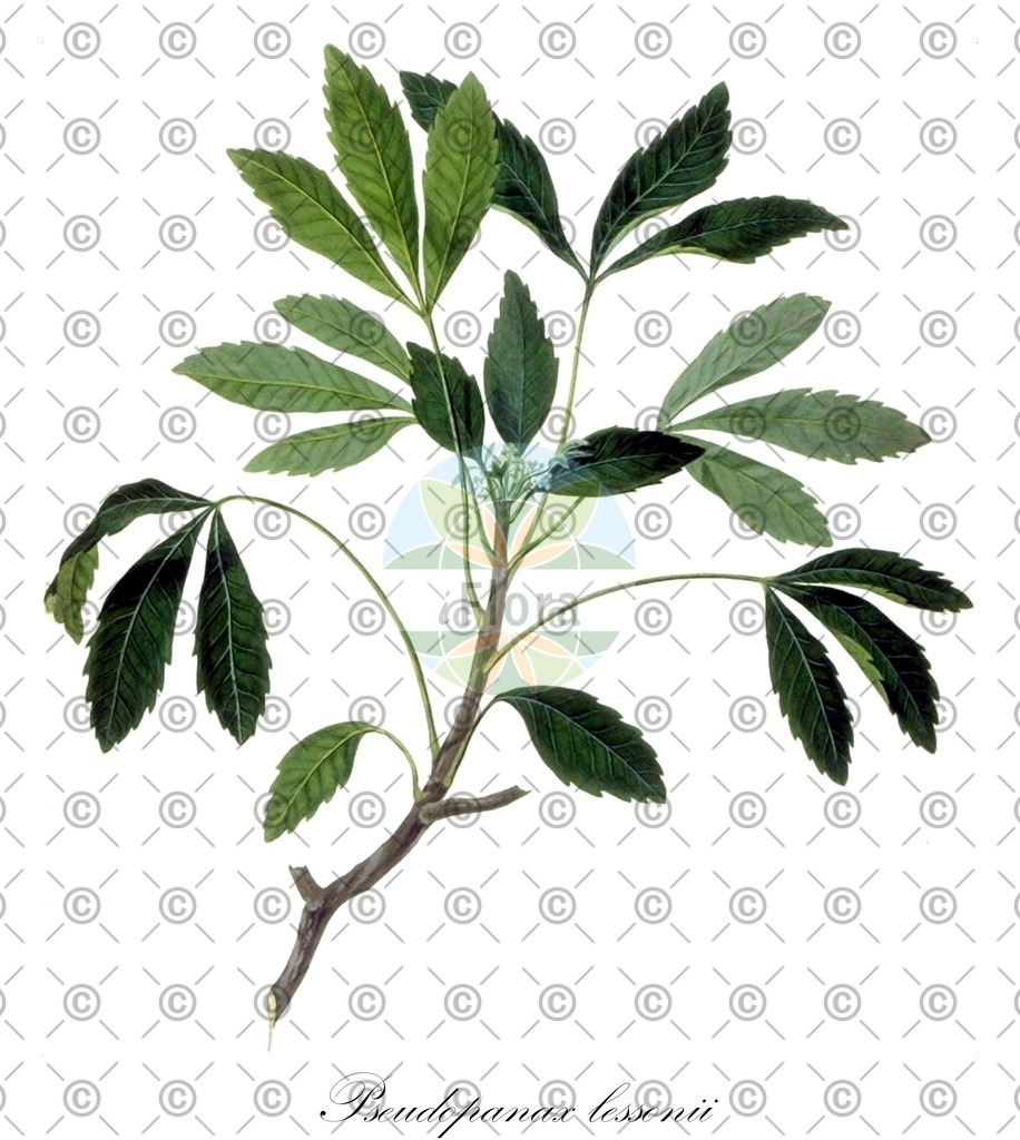 HistAbb_wfo-0000284172_1_ENZY_Simple | Historische Abbildung von Pseudopanax lessonii - Araliaceae | Historical Illustration of Pseudopanax lessonii - Araliaceae