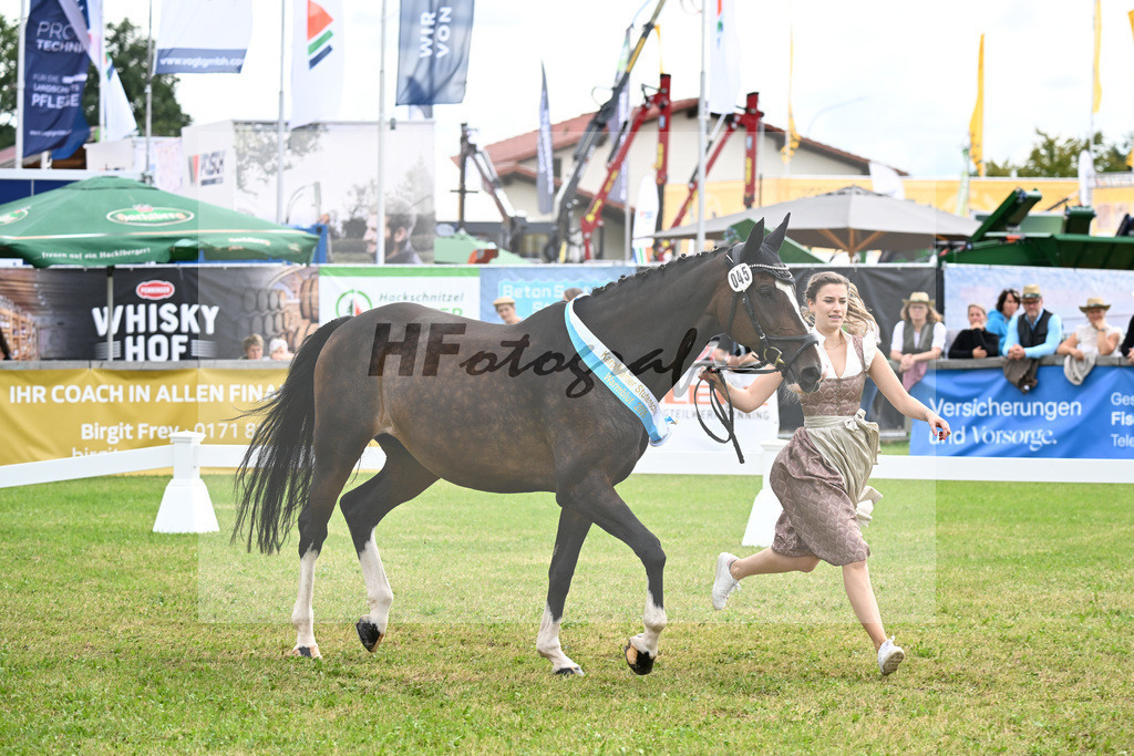 Kat-Nr. 45 Miss Clooney v. Clooney_Geishauser_30251072 | hf-fotografie - Realisiert mit Pictrs.com