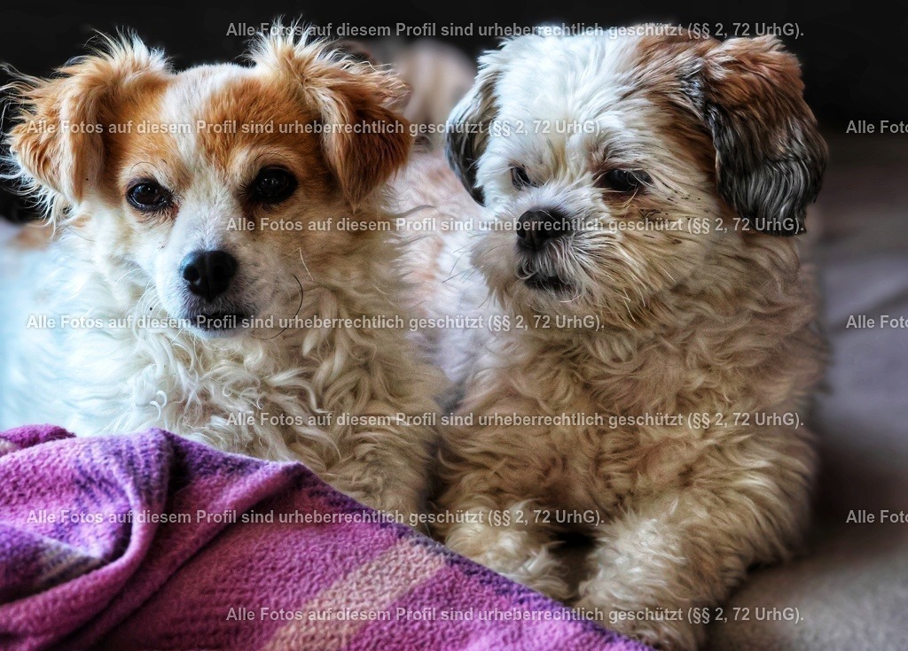 20240309095519_0C4A2704_4-01_2-01 | krollfotografie - Realisiert mit Pictrs.com