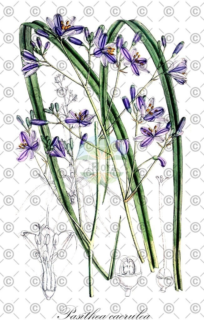 HistAbb_wfo-0000479905_1_ENZY_Simple | Historische Abbildung von Pasithea caerulea - Asphodelaceae | Historical Illustration of Pasithea caerulea - Asphodelaceae