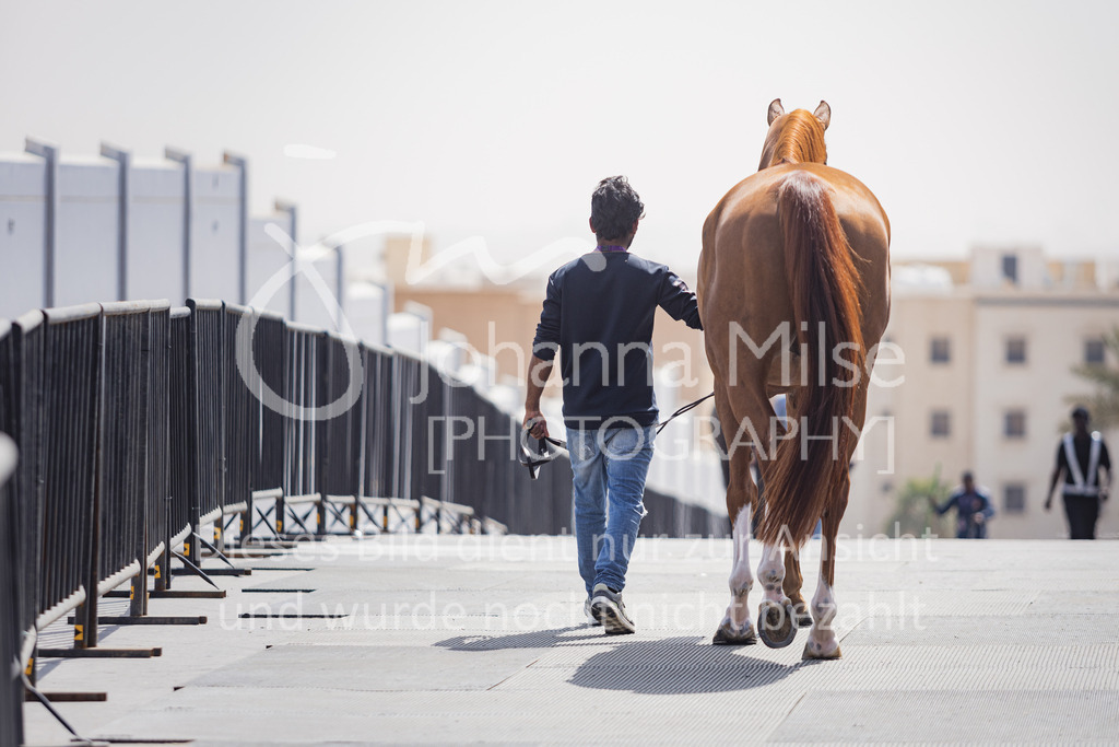 230215_Riyadh_Vet-Check-134 | Deine schönsten Turniermomente als professionelle Fotos! Entdecke hochwertige Pferdesport-Fotografie im Online-Shop. Jetzt Fotos finden & bestellen!