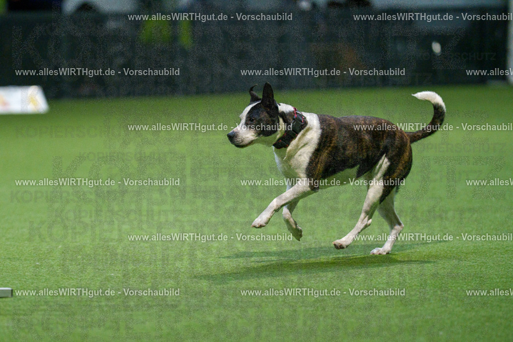 7R509818 | Professionelle Tierfotografie in Mönchengladbach von Daniel Wirth (allesWIRTHgut). Liebevolle & natürliche Bilder von Hunden & Katzen für unvergessliche Erinnerungen.