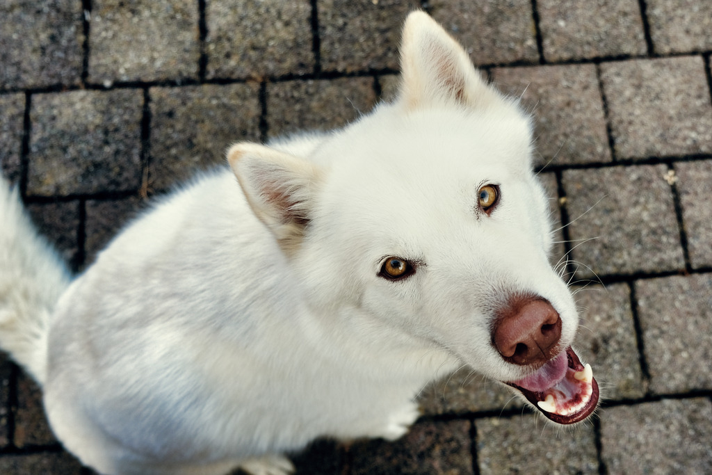 Hunde (14) | Tierfotografie / Haustierfotografie - Realisiert mit Pictrs.com