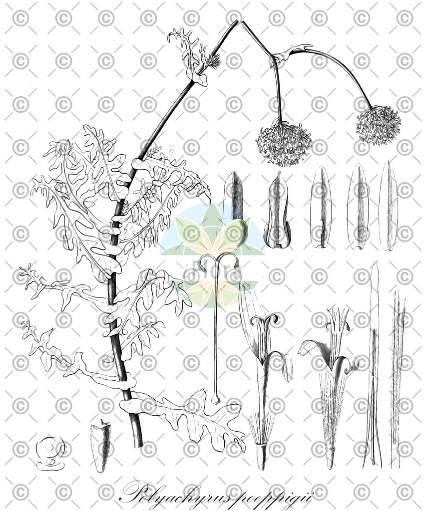 HistAbb_wfo-0000393660_1_ENZY_Simple | Historische Abbildung von Polyachyrus poeppigii - Asteraceae | Historical Illustration of Polyachyrus poeppigii - Asteraceae