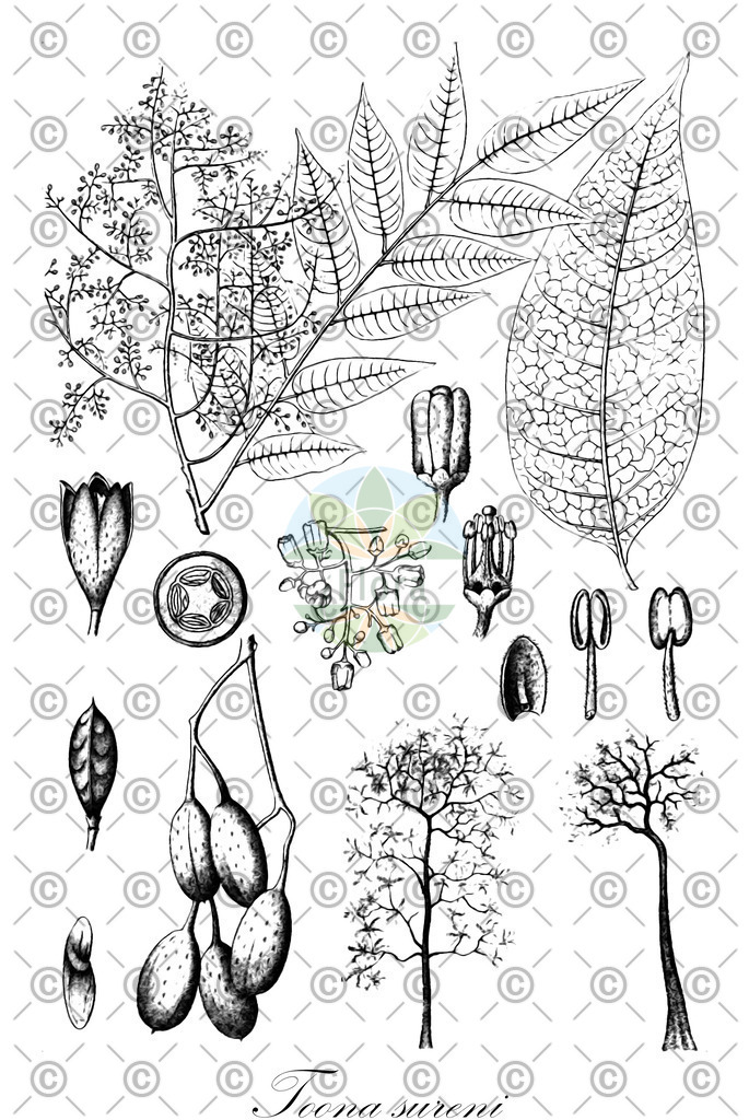 HistAbb_wfo-0000326401_1_ENZY_Simple | Historische Abbildung von Toona sureni - Meliaceae | Historical Illustration of Toona sureni - Meliaceae
