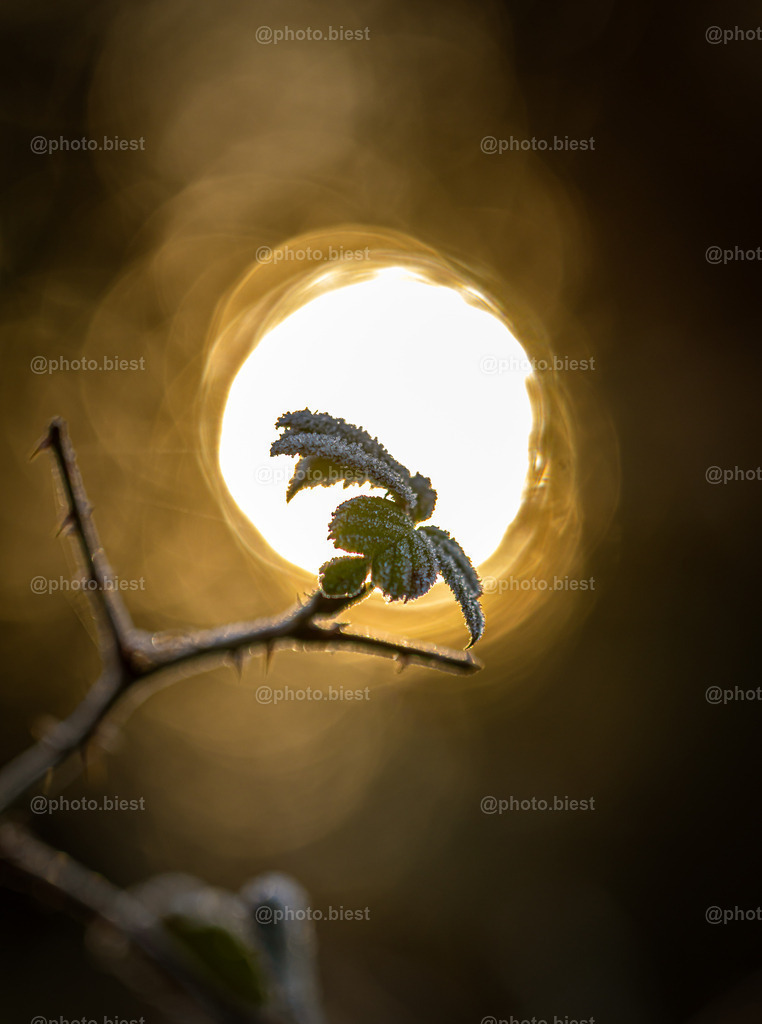 Im Winterlicht | Ein gefrorenes Blatt am Wintermorgen. - Realisiert mit Pictrs.com