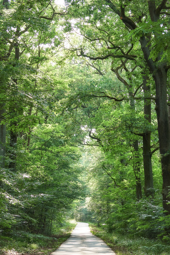 Waldfrieden, Deutschland | Ein Weg führt den Betrachter in einen frischen, grünen Frühsommerwald in der Niederlausitz. Die sanft eindringenden Sonnenstrahlen erzeugen eine verträumte, entspannende Atmosphäre, die zum Verweilen einlädt.Unsere Empfehlung: Alu-Dibond oder Acrylglas - Realisiert mit Pictrs.com