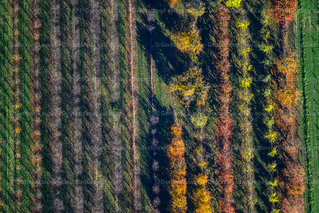 3503662 | herbstliche Baumstrukturen bei Sommerhausen
