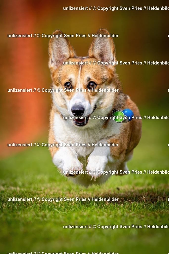 Sven Pries | 2024-09-22 - Hunderennen Baden-BadenPudelverein - Realisiert mit Pictrs.com