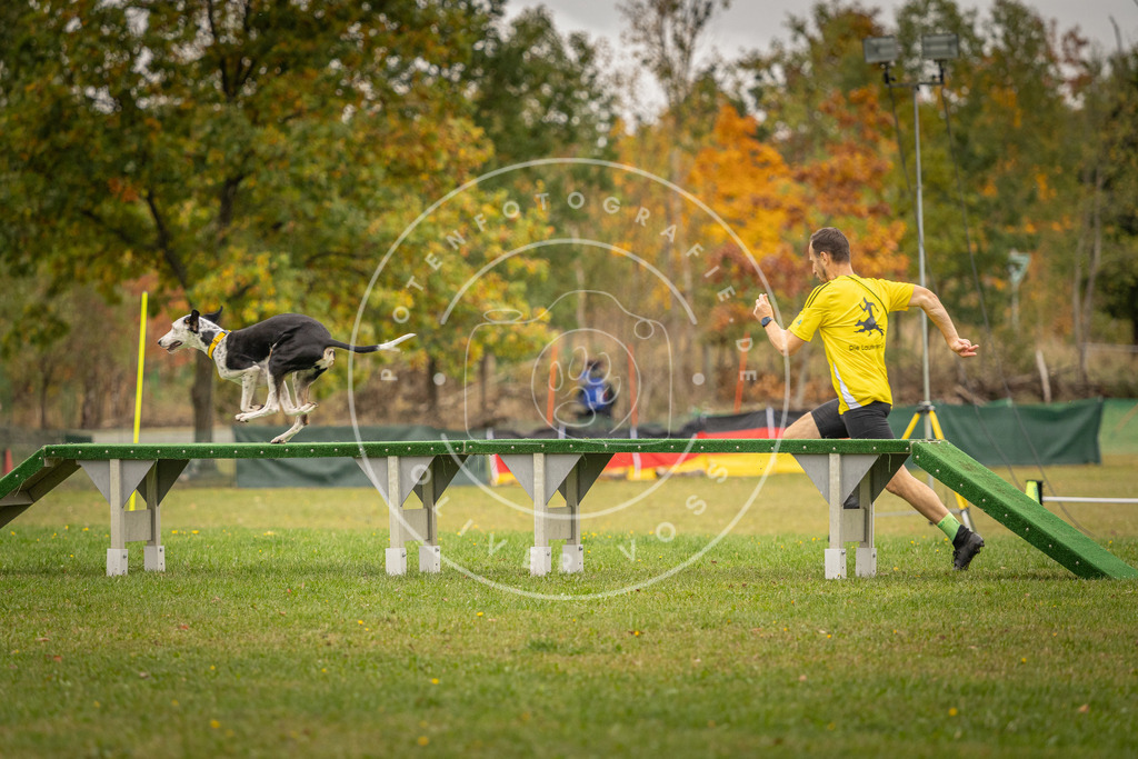 Pfotenfotografie_DV3A6912 | Hundefotografie, Tierfotograf, Pfotenfotografie, Fotoshooting Hund, Hunde Portrait, Hundesport, Hundeportraits, Heideshooting, Hunde, Sportfotograf, Hundefotograf, Turnierhundsport, THS,  - Realisiert mit Pictrs.com