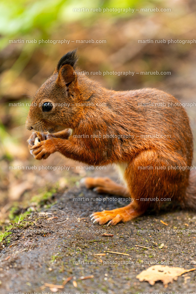 Lunch time I (vertical) | Squirrel in it's natural habitat - Realisiert mit Pictrs.com