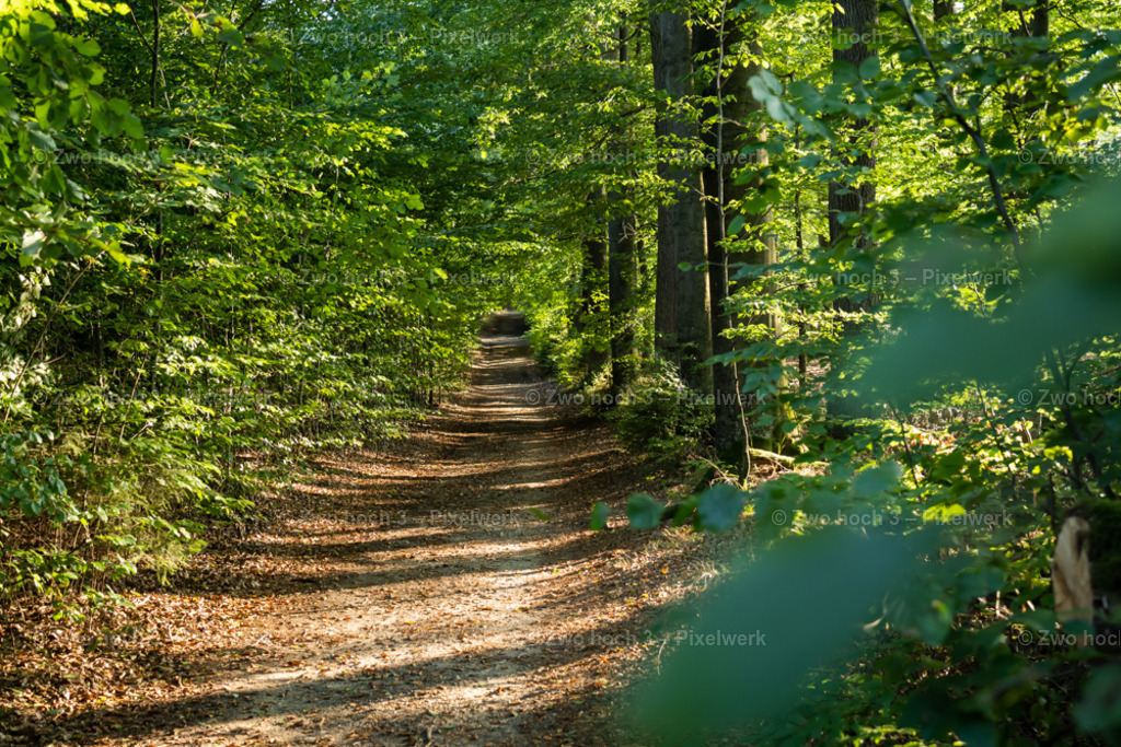 Fremdenweg_Eichenbornquelle_Wald_Waldweg_Laub | 2022-08-30_Waldbrandgebiete_1 - Realisiert mit Pictrs.com