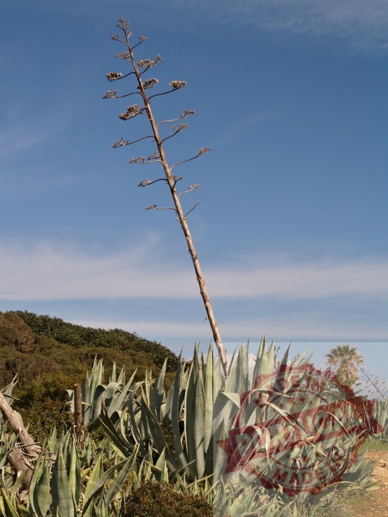 Agave plant with tall flower stalk under blue sky | Agave succulent plant growing with a tall, dried flower stalk against a clear blue sky - Realized with Pictrs.com