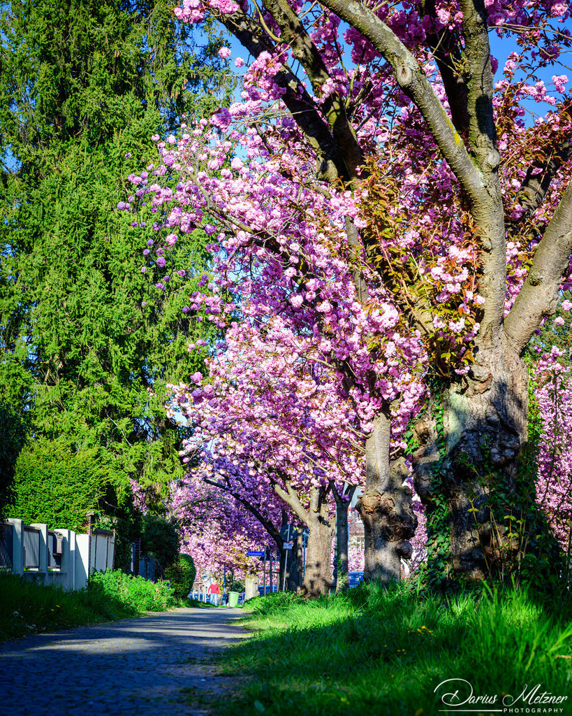 DSC_8657 | Fotografien, Fotos und Bilder aus Mainz, Frankfurt, Wiesbaden und anderen Orten auf der Welt - Fotografiert von Darius Metzner