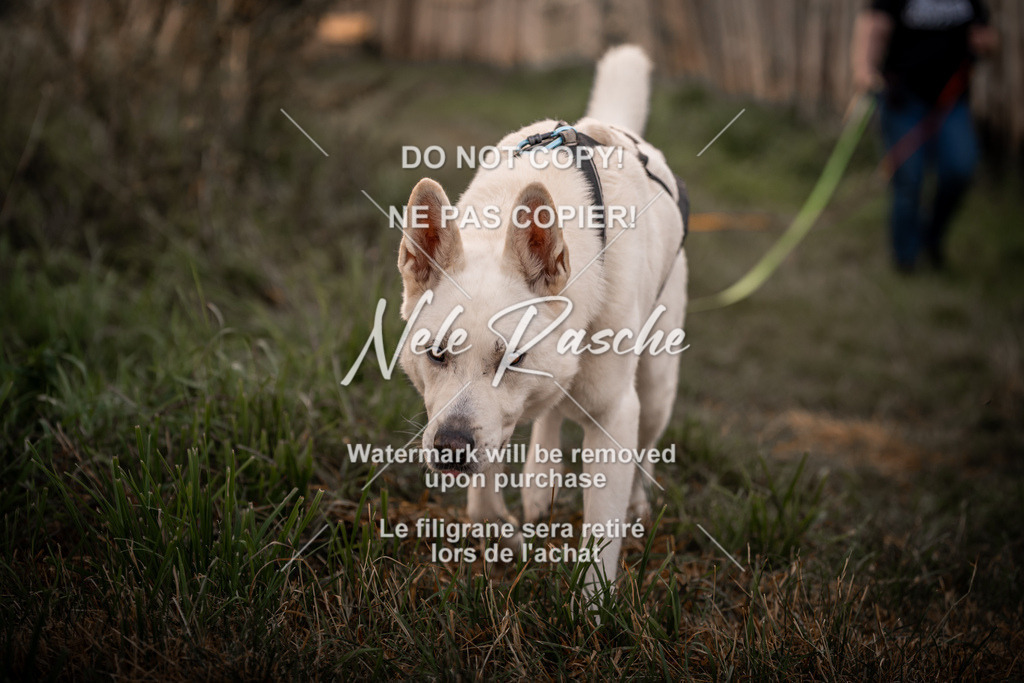 nelerasche_slaw24Fr1_04 | nelerasche