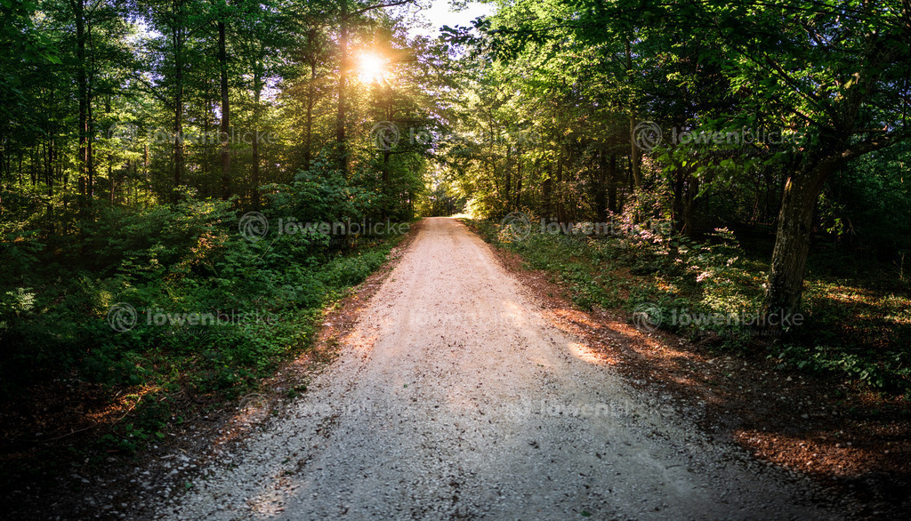 LOEWENBLICKE_DANIEL-SORKALLA_152 | löwenblicke | shop