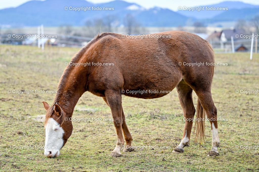 Pferde_ 29.12.2024-27 | 29.12.2024, Rajec, SVK, Themenbild, Pferde, im Bild Pferd, Pferde, Stute, Hengst, Fohlen, Quarter Horse, Ranch, Weide, Hof, Wiese, Stall, Nutztier, Tier