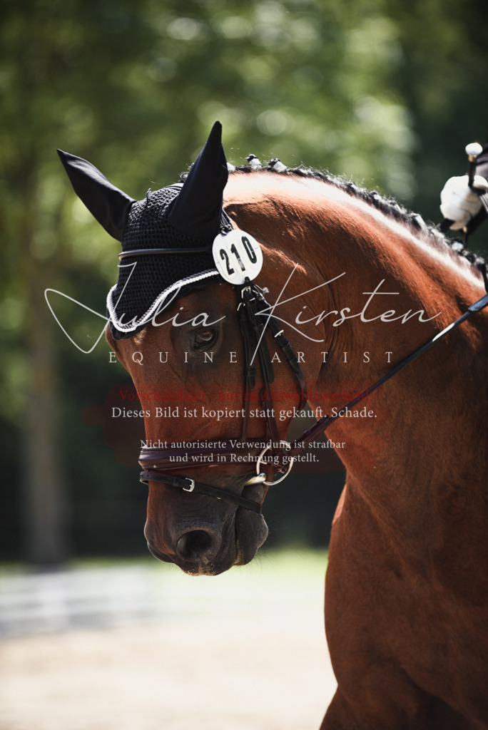 DSC_1038 | Pferde- und Turnierfotografie in Westsachsen. Pferdeportraits, Auftragszeichnungen und intuitive Kunst.
