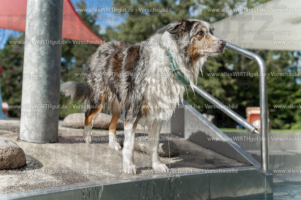 Hundeschwimmen_Volksbad_2026-allesWIRTHgut_Tierfotografie-2609061535-7R501637 | Professionelle Tierfotografie in Mönchengladbach von Daniel Wirth (allesWIRTHgut). Liebevolle & natürliche Bilder von Hunden & Katzen für unvergessliche Erinnerungen.