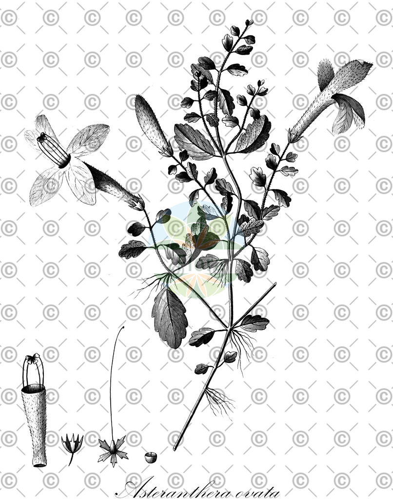 HistAbb_wfo-0000774314_1_ENZY_Simple | Historische Abbildung von Asteranthera ovata - Gesneriaceae | Historical Illustration of Asteranthera ovata - Gesneriaceae