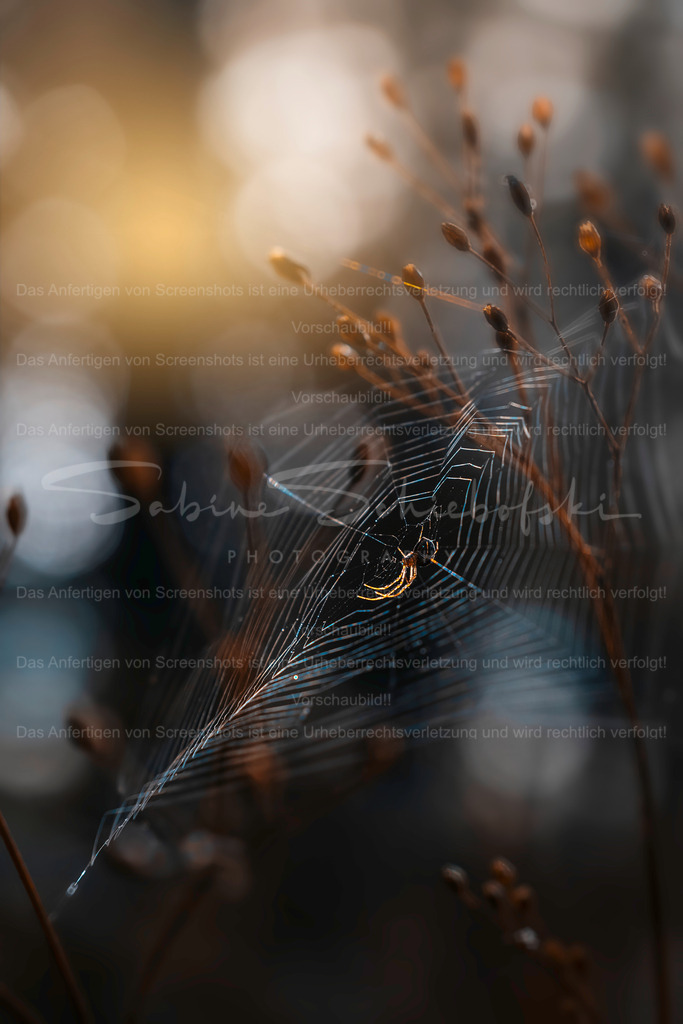Woven with Hope | Exklusive Naturfotografie für stilvolle Wanddekoration ★ Premium Wandbilder Made in Germany ✔️ FineArt Drucke & Downloads ✔️ Brillante Farben, höchste Qualität & weltweiter Versand ✔️ - Realisiert mit Pictrs.com