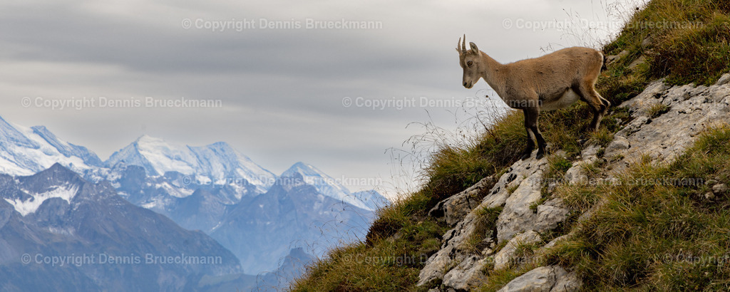 Steinbock | Dennis-Brueckmann-Fotografie - Realisiert mit Pictrs.com