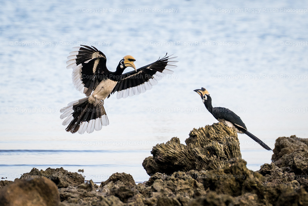 Thailand_Hornbills_2025 (19) | PeggyRaschPhotography - Realisiert mit Pictrs.com