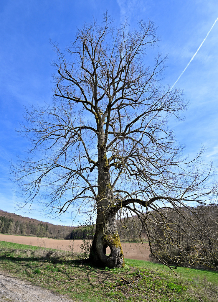 Linde01h | lucisnaturbilder - Realisiert mit Pictrs.com