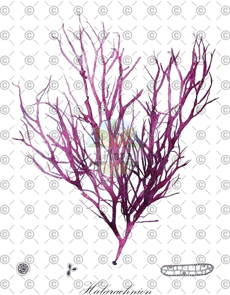 HistAbb_wfo-0000714603_1_ENZY_Simple | Historische Abbildung von Halarachnion - Furcellariaceae (0) | Historical Illustration of Halarachnion - Furcellariaceae (0)