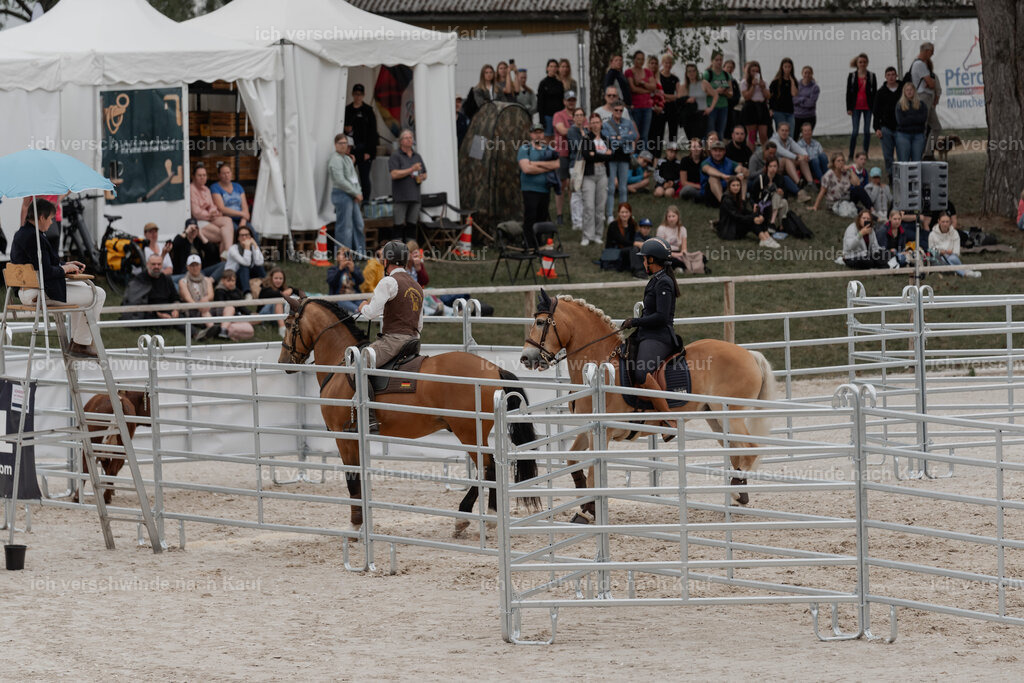 WE__Stoib_Rinder_PI2025_3082 | Pferd International München 2025