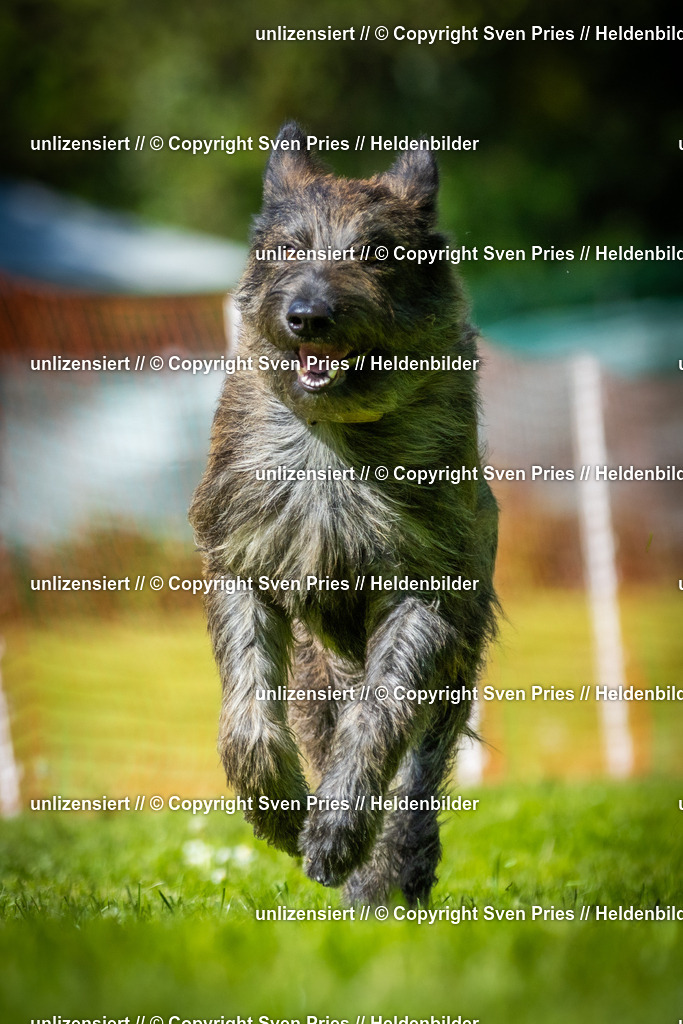 Hunderennen_April_2026_973 | 2026-04-26 - Hunderennen Baden-Oos April 2026 - Realisiert mit Pictrs.com