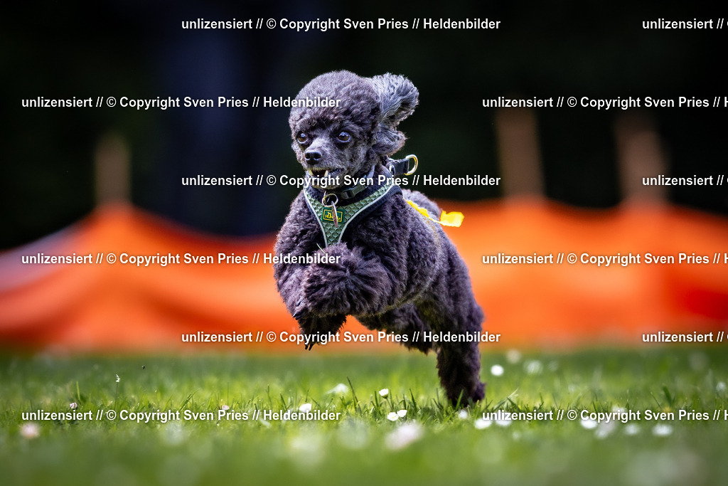 Sven Pries | 2026-05-14 - Hunderennen KA Durlach Vatertag 2026 - Realisiert mit Pictrs.com