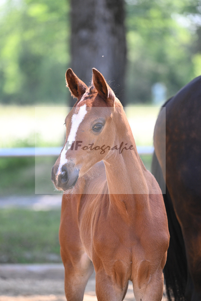 Kat-Nr. 12 SF Kjento_Knott_14230275 | hf-fotografie - Realisiert mit Pictrs.com