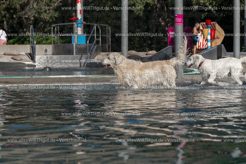 Hundeschwimmen_Volksbad_2026-allesWIRTHgut_Tierfotografie-2609061059-FAY06084 | Professionelle Tierfotografie in Mönchengladbach von Daniel Wirth (allesWIRTHgut). Liebevolle & natürliche Bilder von Hunden & Katzen für unvergessliche Erinnerungen.