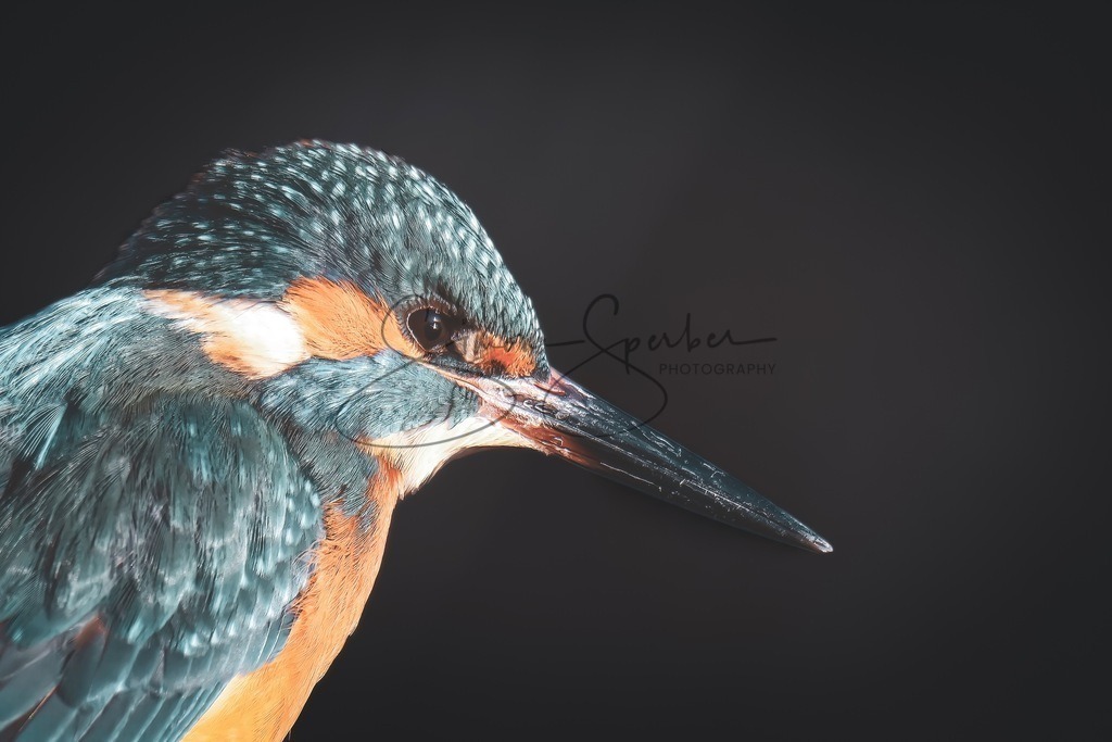 Eisvogel Portrait | Simone Sperber, svb-photography,Fotografin,Bilddesignerin,Naturfotografie,Macrofotografie,Tierfotografie,Wildtierfotografie,Ausstellungen,Auftragsfotografie,Kunst,Art,Photographer,Shootings,Bildberatbeitung,Galerie,Shop